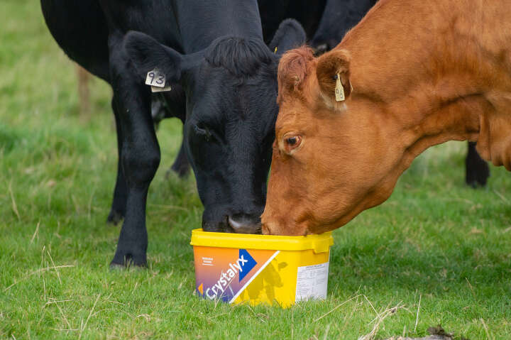 CRYSTALYX Energy Booster (Gelb)